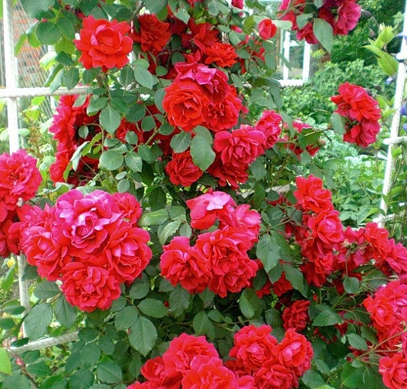 Пол Скарлет (Paul's Scarlet)